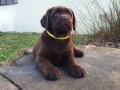 labrador-retriver-cokoladni-stenci-na-prodaju-small-4