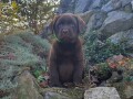 labrador-retriver-cokoladni-stenci-na-prodaju-small-3