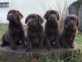 labrador-retriver-cokoladni-stenci-na-prodaju-small-2