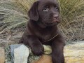 labrador-retriver-cokoladni-stenci-na-prodaju-small-1