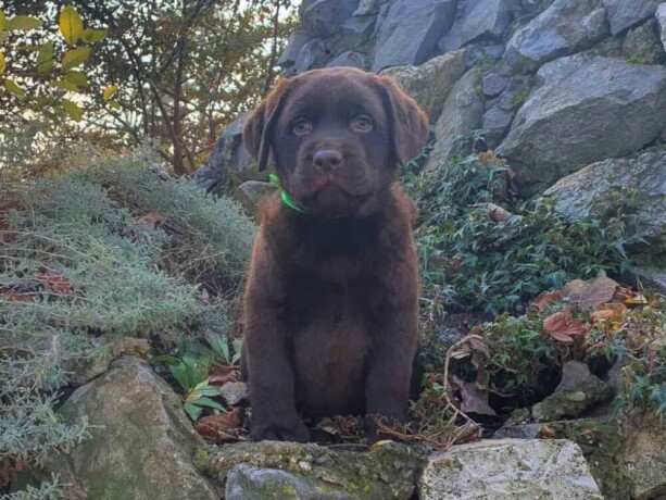 labrador-retriver-cokoladni-stenci-na-prodaju-big-3