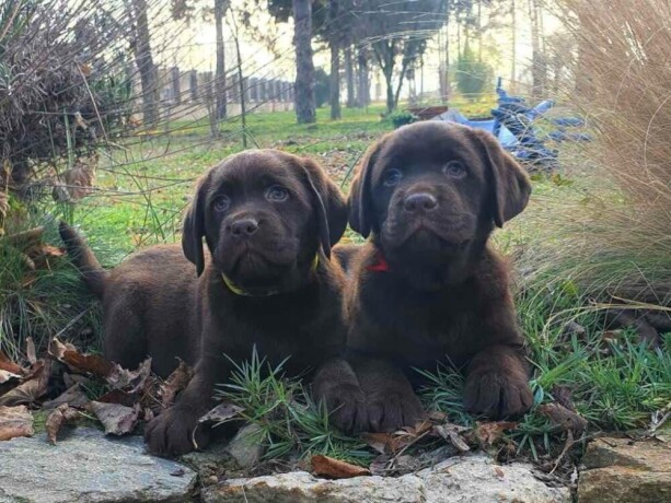 labrador-retriver-cokoladni-stenci-na-prodaju-big-0