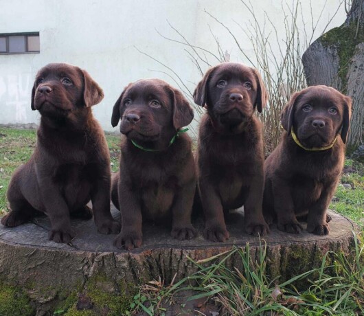 labrador-retriver-cokoladni-stenci-na-prodaju-big-2