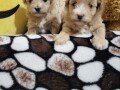 mini-maltipoo-stenci-small-1