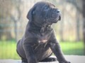 cane-corso-stenci-small-0