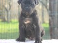 cane-corso-stenci-small-2