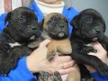 cane-corso-stenci-small-4