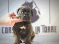 cane-corso-stenci-small-1