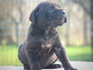 Cane Corso štenci