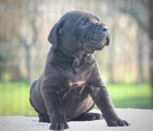 cane-corso-stenci-big-0