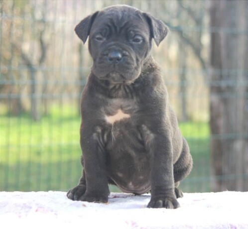 cane-corso-stenci-big-2