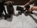 cane-corso-stenci-na-prodaju-cistokrvni-small-1