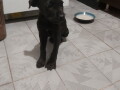 cane-corso-stenci-na-prodaju-cistokrvni-small-2