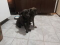 cane-corso-stenci-na-prodaju-cistokrvni-small-4