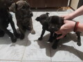 cane-corso-stenci-na-prodaju-cistokrvni-small-3