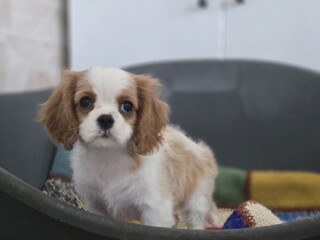 Cavalier king Charles spaniel štene