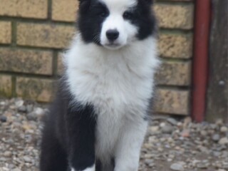 Border koli/collie štenci