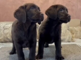 Čokoladni i crni štenci Labrador Retrievera