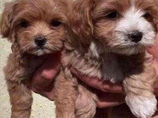 Mini Maltipoo štenci