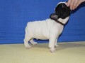 francuski-buldog-small-1