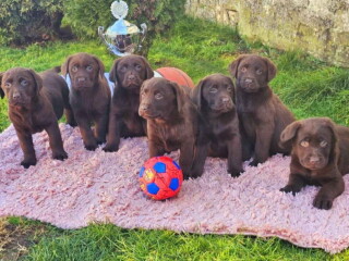 Dostupni štenci LABRADORA starosti 9 nedelja