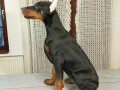 doberman-stenci-small-3