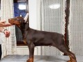 doberman-stenci-small-0