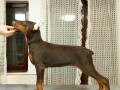 doberman-stenci-small-2