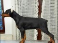 doberman-stenci-small-1