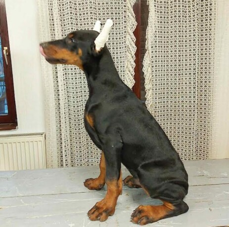 doberman-stenci-big-3