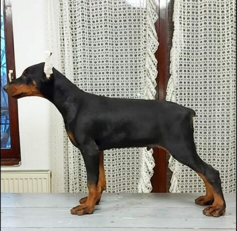 doberman-stenci-big-1