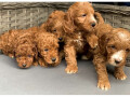 our-lovely-cavapoo-had-a-litter-of-6-r-small-1