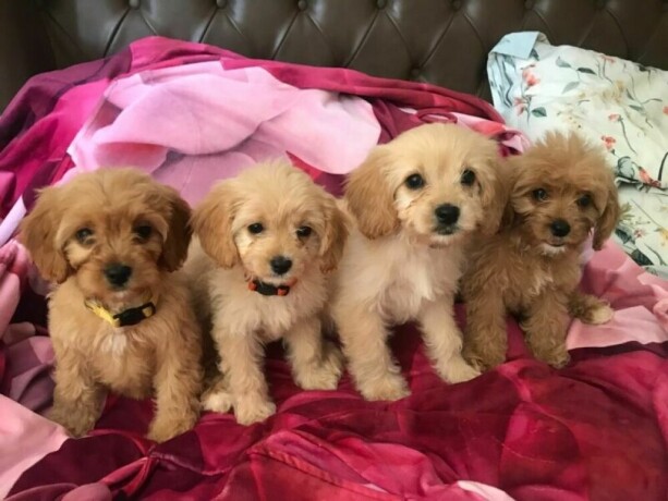our-lovely-cavapoo-had-a-litter-of-6-r-big-0