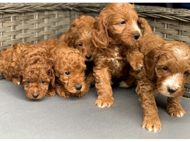 our-lovely-cavapoo-had-a-litter-of-6-r-big-1