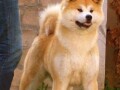 akita-inu-small-4