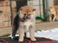 akita-inu-small-2