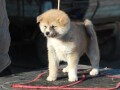 akita-inu-small-1