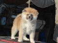 akita-inu-small-0