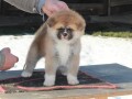 akita-inu-small-3