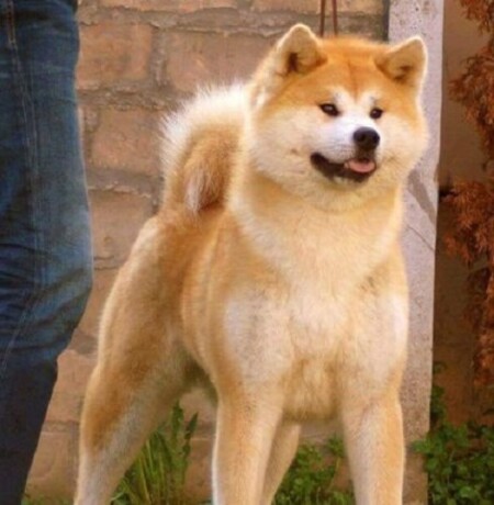 akita-inu-big-4