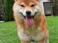 shiba-inu-stenci-small-3