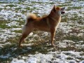 shiba-inu-stenci-small-2