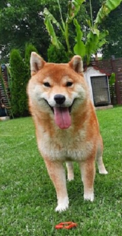 shiba-inu-stenci-big-3