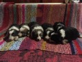 border-collie-stenci-small-2