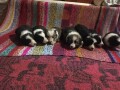 border-collie-stenci-small-1