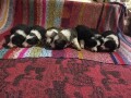 border-collie-stenci-small-0