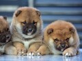 shiba-inu-small-0