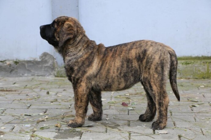 presa-canario-stenci-big-3