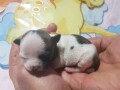 mini-civave-princess-chihuahua-kennel-small-0