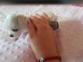 mini-civave-princess-chihuahua-kennel-small-4